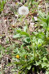 Common dandelion